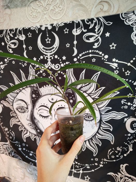 Фикус биннендийка(али)