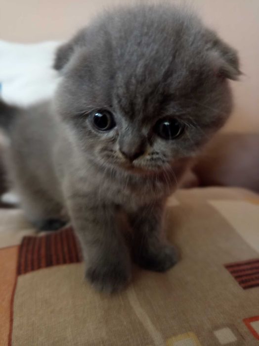 Шотландски Котенца
