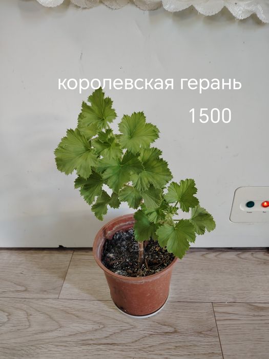 Продаются домашние цветы