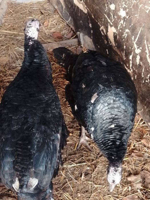 Moda kurkalar tezda sotiladi