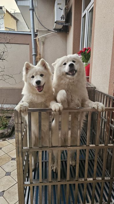 Срочно Продам пара Самоеда. Готовый бизнес. Медленный доход