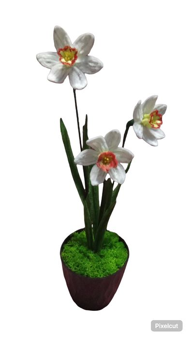 Narcise albe ghiveci