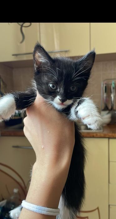 Котята отдадим в хорошие руки