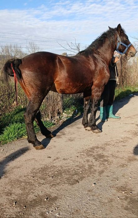 Vând  harmasar de 5 ani bun de ham