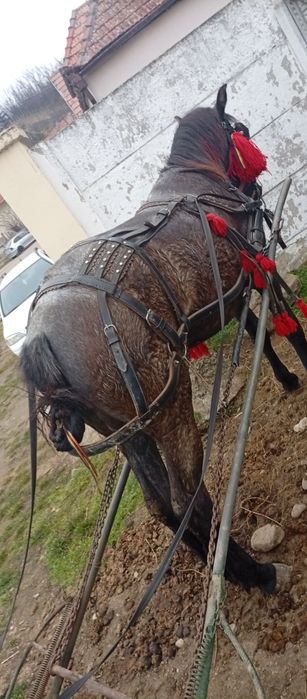 Vând mânză are un an și 3 luni mai multe detalii la Nr de telefon