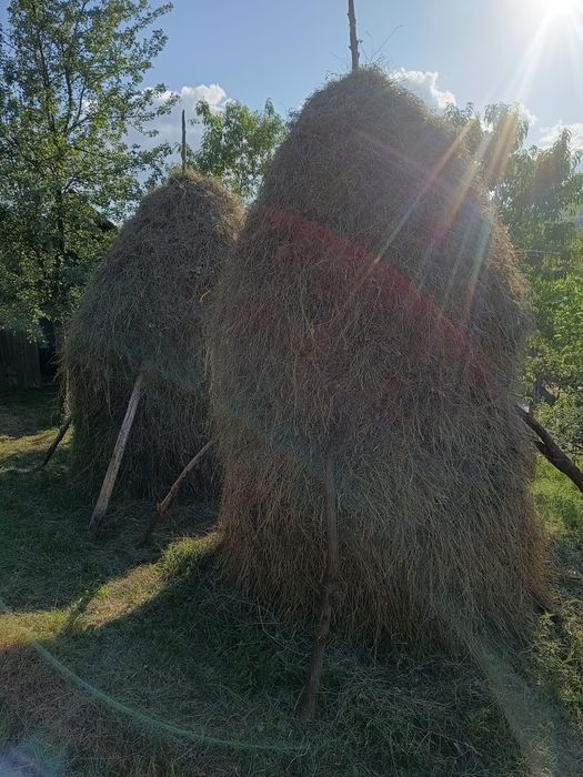 Vând fân de grădină proaspăt cosit