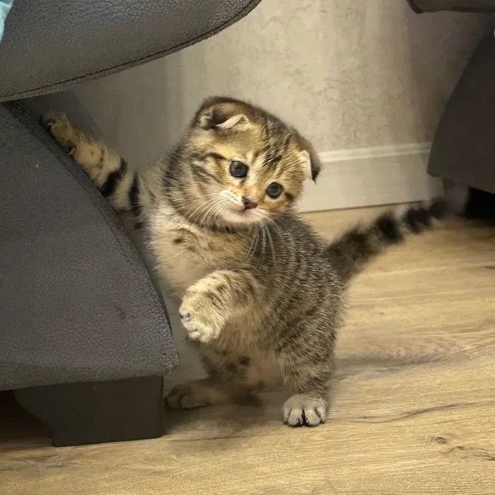 Вислоушки Котята!