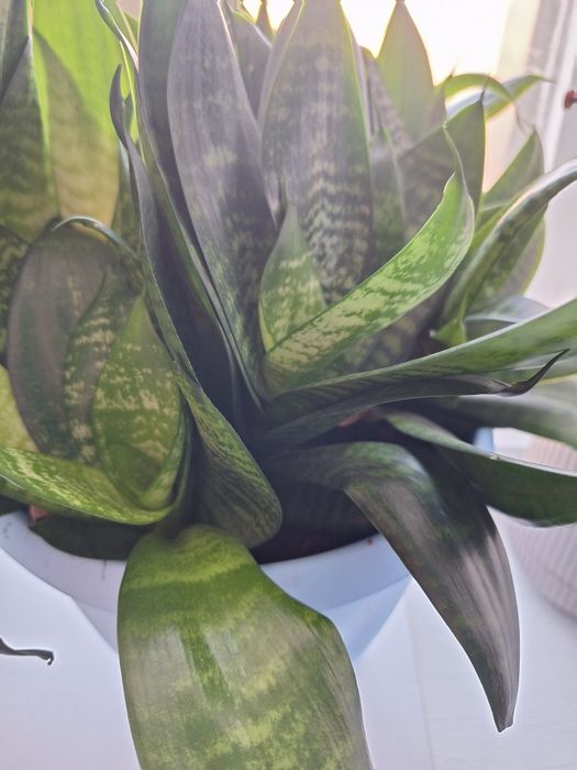 Большие ростки .