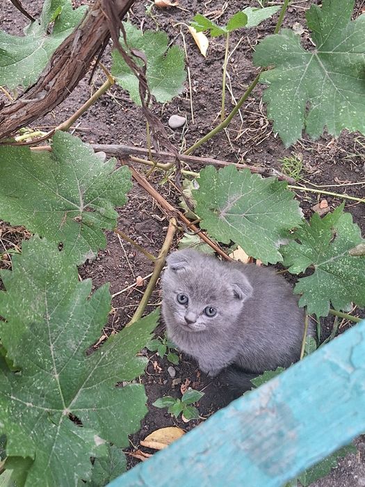 Продается котенок срочно