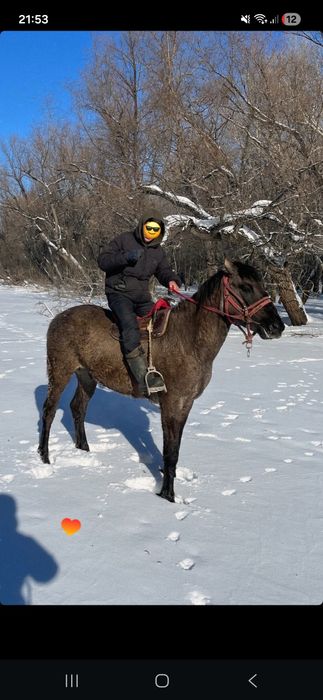 Айғыр сатылады ірі бойшаң
