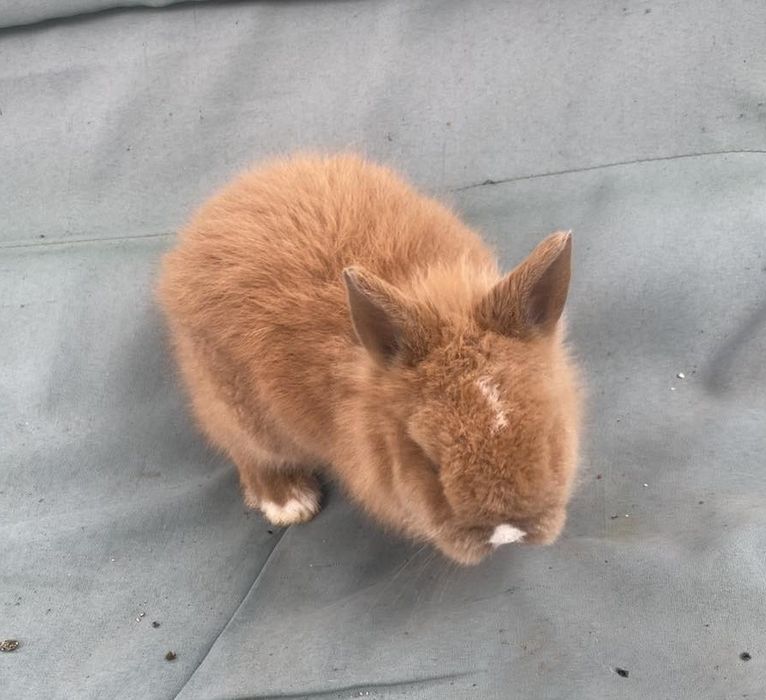 Декоративни зайчета