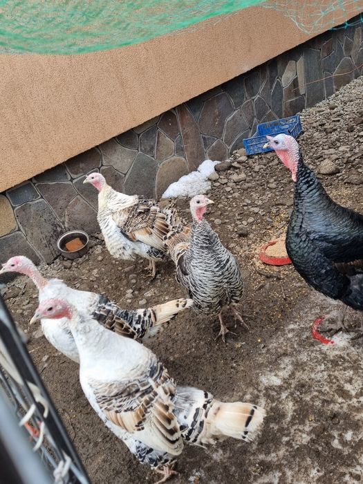 Oua de curci de casa