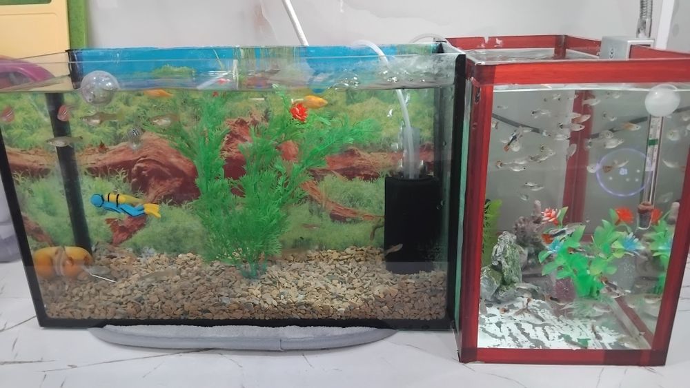 Рыбки гуппи продам!