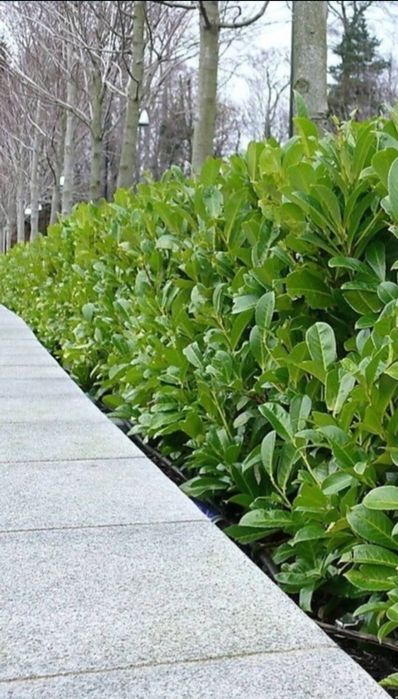 Prunus Laur Englezesc,  Gard viu