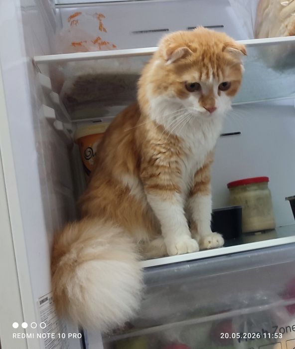 Кошечка в добрые руки.