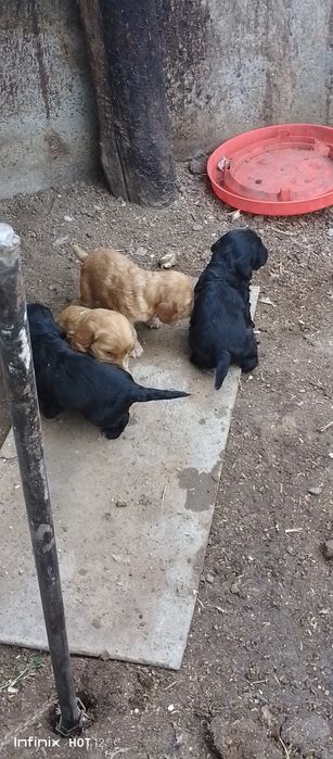 Spanel toza zot bolalari sptiladi