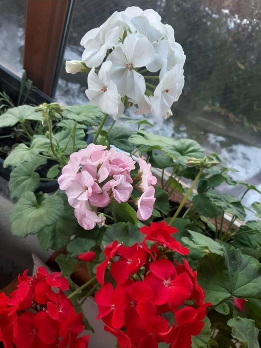 комнатные растения