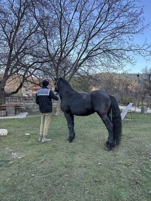 Vand armasar de 3 ani si 2 luni