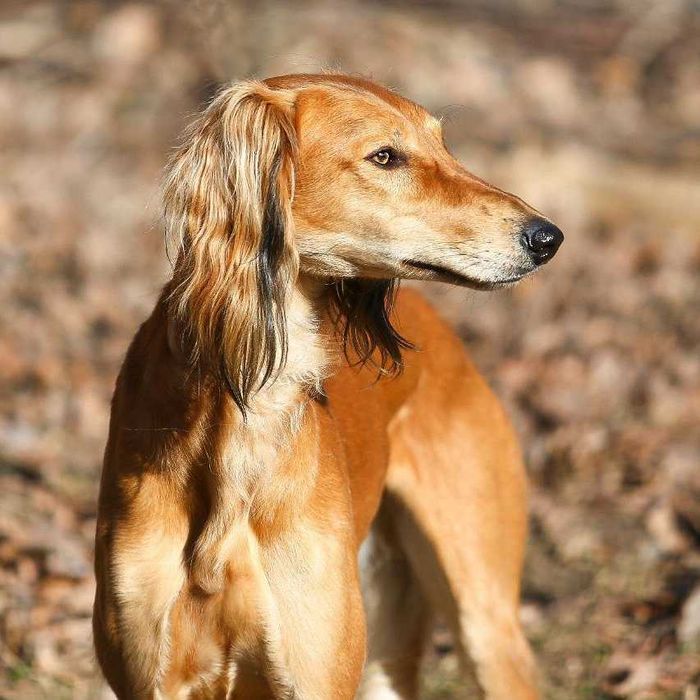 Щенки казахский тазы