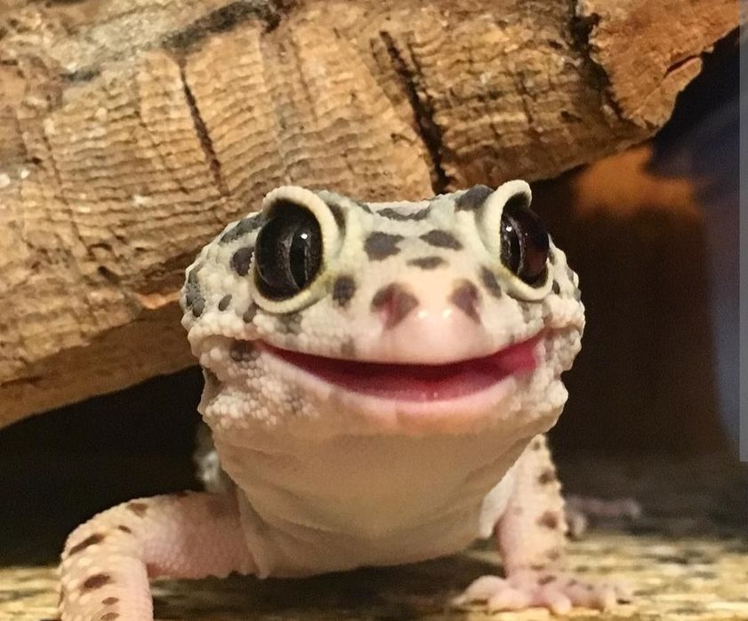 Геккон Эублефар, ящерица