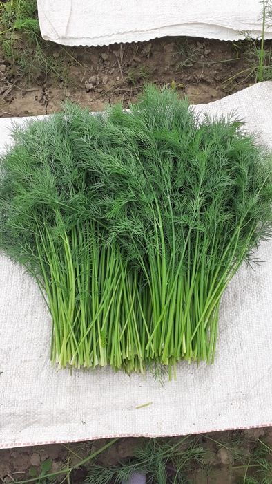 Семена укропа Дельта 100 гр