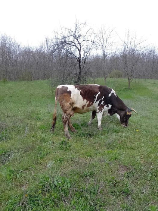 Vaca și junica de vanzare tinere