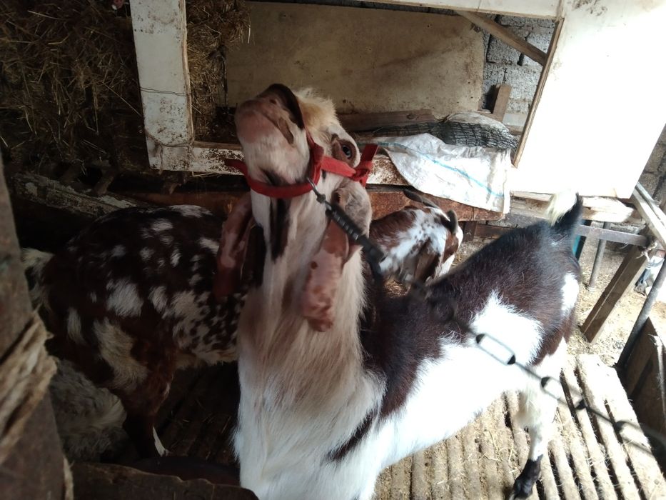 Срочна Сотилади тека и эчки пародистый битал