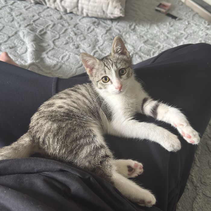 Котенок 3 месяца, отдадим в хорошие руки