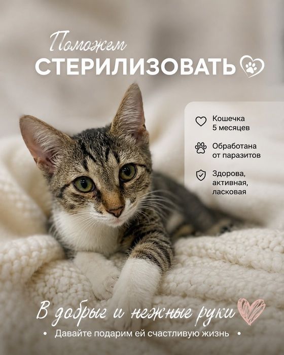 Кошки в добрые руки