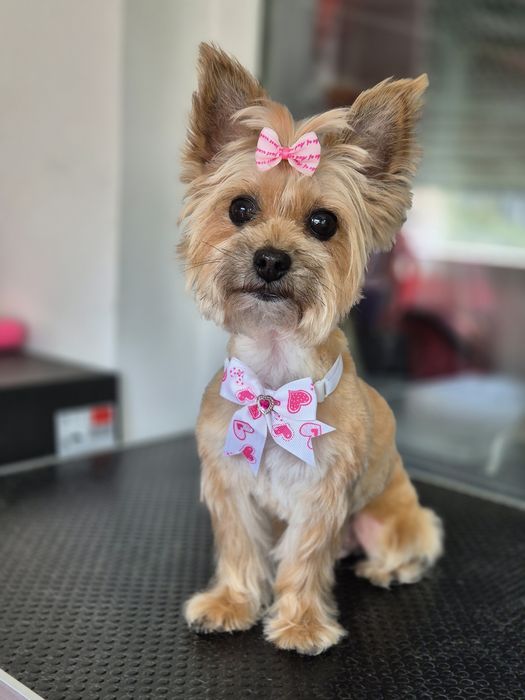 Frizerie canina Constanta