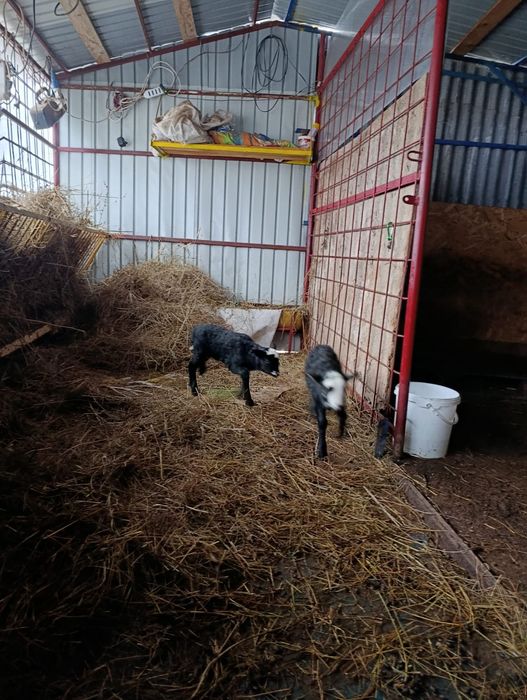 Vând oi de rasa Romanov