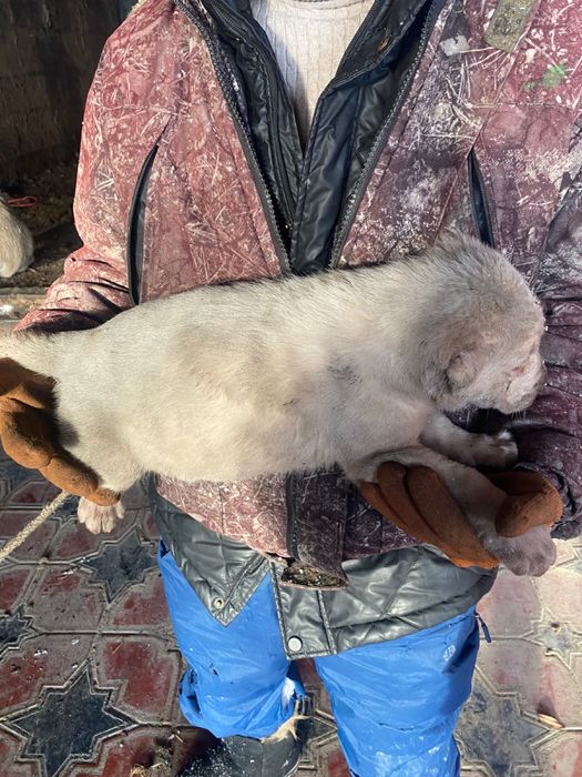 тобет кушик 1 аилык