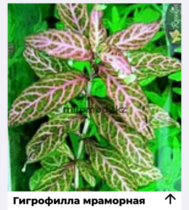 Растения для акварюма