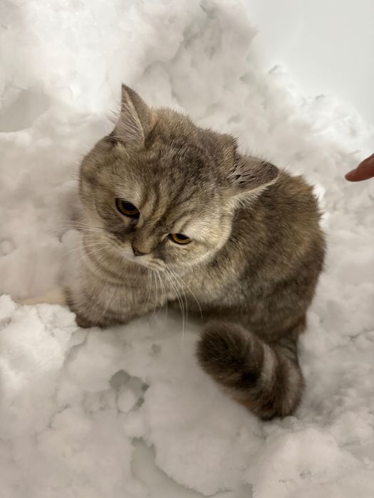 Домашние животные