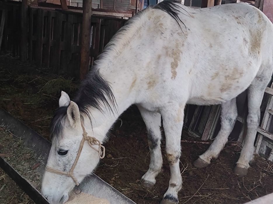 Кабыла на откорме