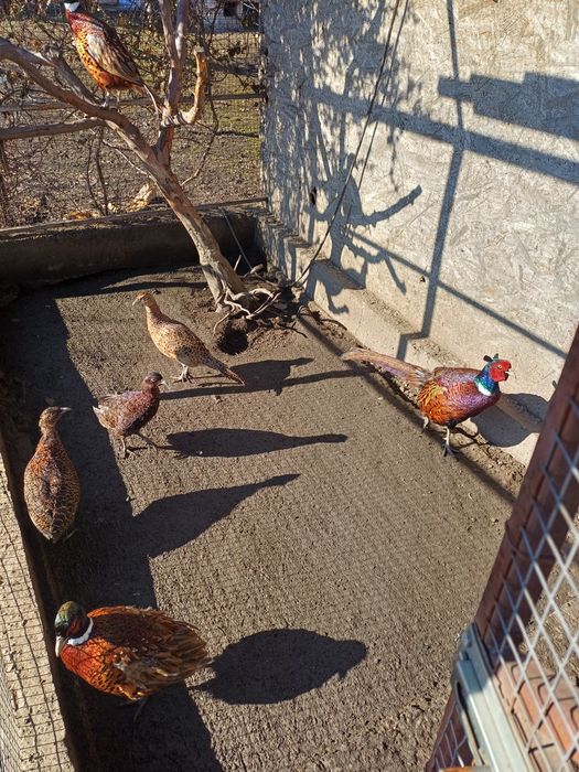 Fazani comuni tineret