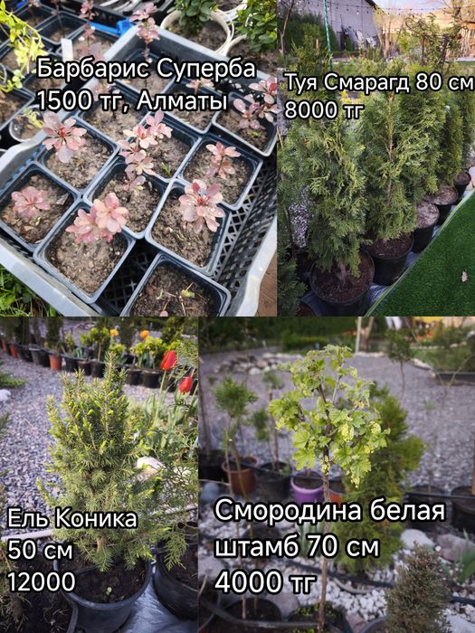 Ель, пихта, туя, можжевельник