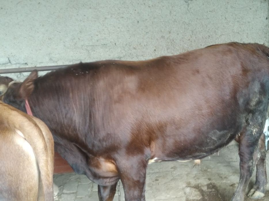 Buqa sotiladi  kelishamiza