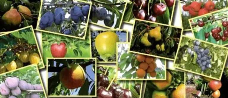 Мевали ва бутасимон ўсимликлар- саженцы плодовых и кустарниковых