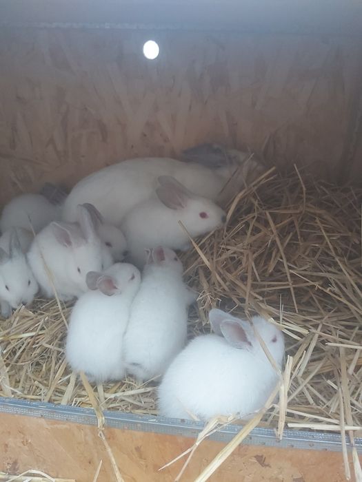 Продаются кролики крольчата куен болалари  онаси билан. Калифорния зот
