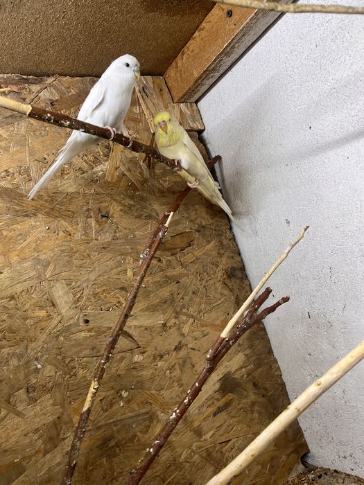 Волнистые попугай