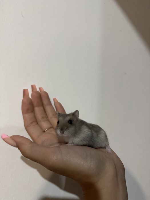 Джунгарский Хомяк