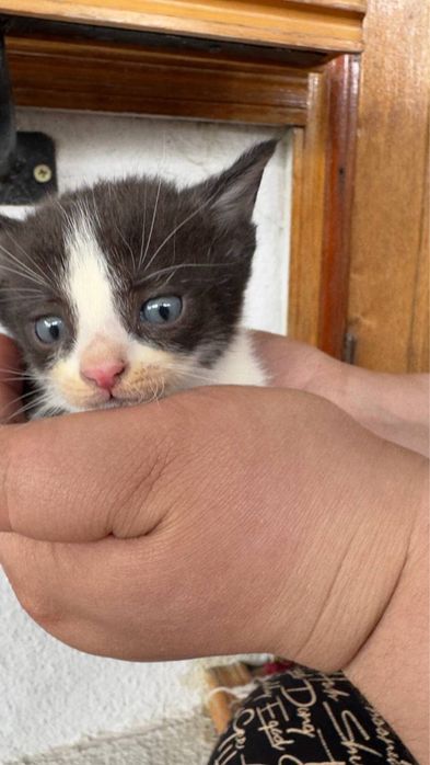 Котята отдам в хорошие руки