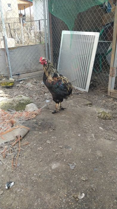 Продам молодых петушков и индоуток