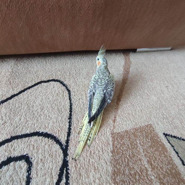 Продам готовую пару попугаев корелл