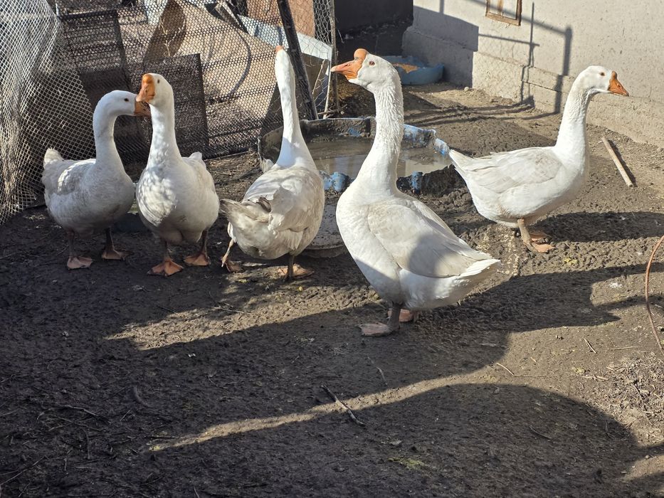 Гуси живые молодняк