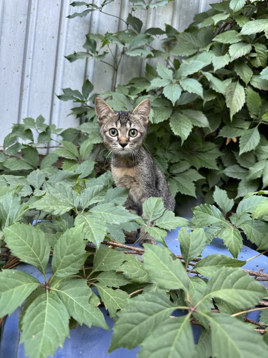 Котёнок в добрые руки!