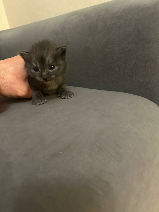 Отдам котят в добрые руки