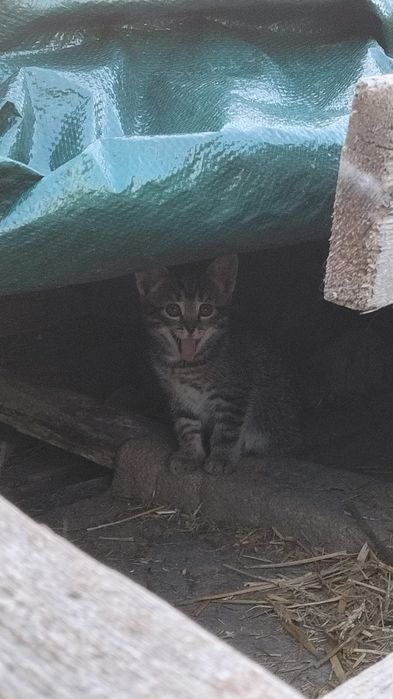 Pisicuțe între 6-8 săptămâni care cauta o casa iubitoare.