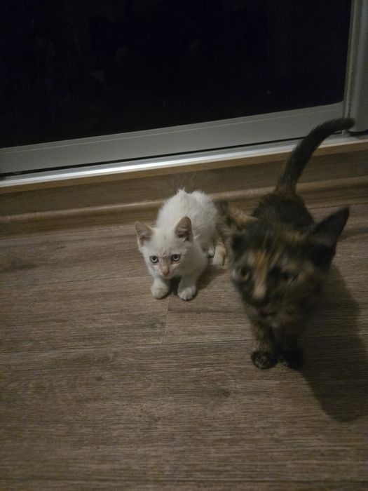 Отдаются милые котята в добрые руки